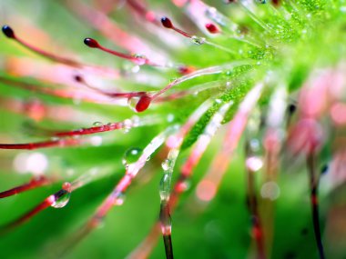 Etçil Sundew (Drosera capensis) da arka plan