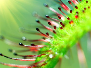 Etçil Sundew (Drosera capensis) da arka plan