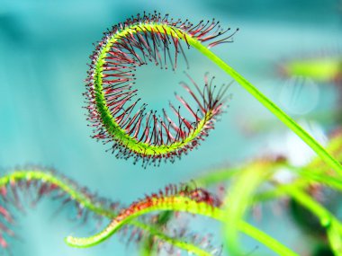 Etçil Sundew (Drosera capensis) da arka plan