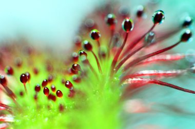 Etçil Sundew (Drosera capensis) da arka plan