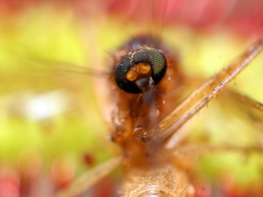 Güzel güneş çiğ süper makro (drosera). Bitki böceği yakaladı. Çiçeksel soyut arkaplan