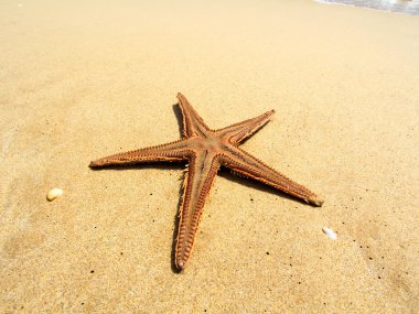 Gün batımında deniz kıyısında deniz yıldızı. Tasarım öğesi