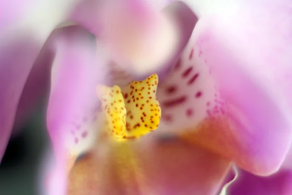 蘭のマクロ画像。小さな被写し界深度で撮影した、蘭の花の滴。群落のカラフルな背景 — ストック写真