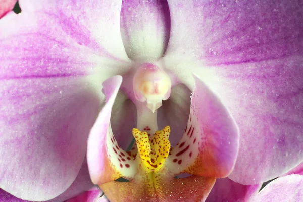 Imagem macro da orquídea. gotas em flor de orquídea, capturadas com uma pequena profundidade de campo. Floristic fundo colorido — Fotografia de Stock