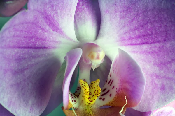 Imagem macro da orquídea. gotas em flor de orquídea, capturadas com uma pequena profundidade de campo. Floristic fundo colorido — Fotografia de Stock