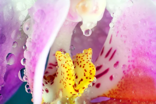 蘭のマクロ画像。小さな被写し界深度で撮影した、蘭の花の滴。群落のカラフルな背景 — ストック写真