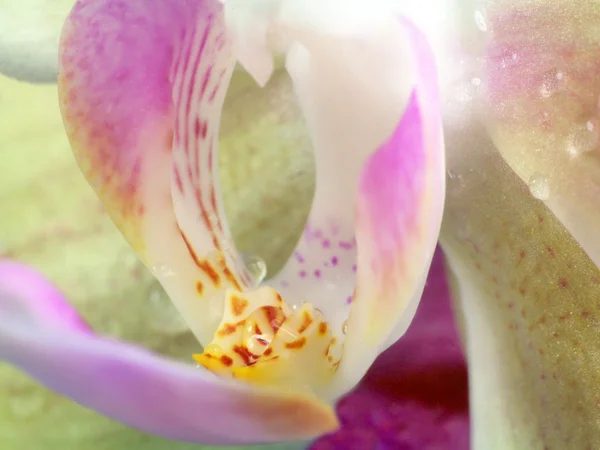 Imagem macro da orquídea. gotas em flor de orquídea, capturadas com uma pequena profundidade de campo. Floristic fundo colorido — Fotografia de Stock