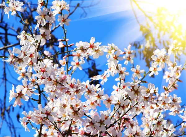 Flores de amêndoa branca ao nascer do sol — Fotografia de Stock