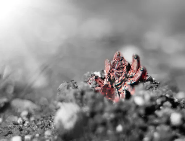 Roter Spinnenwolf (lycosa tarantula) auf einem monochromen Hintergrund. flacher dof. — Stockfoto