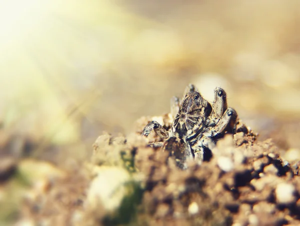 Lupo ragno (Lycosa tarantula) crogiolarsi al sole — Foto Stock