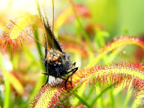 Super macro di bella rugiada (drosera). insetto catturato dalla pianta. Sfondo floreale astratto — Foto Stock