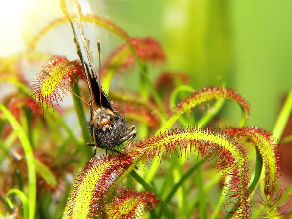 Super macro di bella rugiada (drosera). insetto catturato dalla pianta. Sfondo floreale astratto — Foto Stock