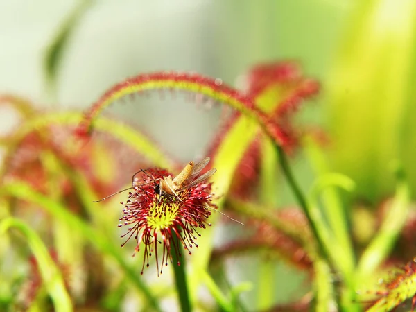 Sundew carnivoro (Drosera capensis) Sfondo astratto floreale — Foto Stock