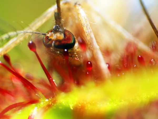 Super macro di bella rugiada (drosera). insetto catturato dalla pianta. Sfondo floreale astratto — Foto Stock