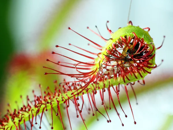 Super makro av vacker soldagg (drosera). Insekter som fångats av växten. Floristisk abstrakt bakgrund — Stockfoto