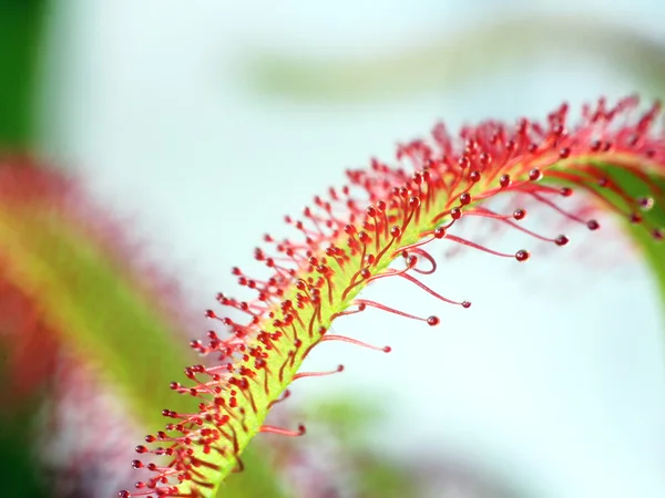 Sundew carnívoro (Drosera capensis) Floristic fundo abstrato — Fotografia de Stock