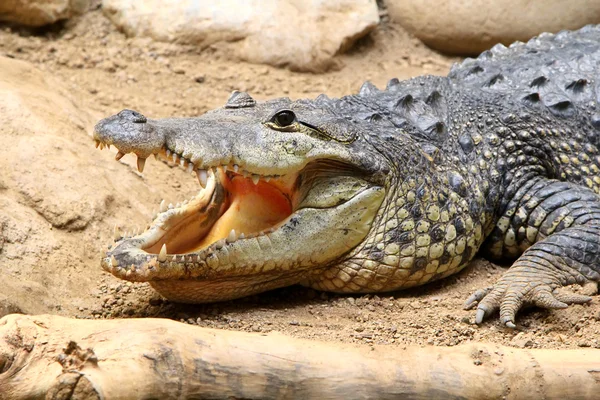 Crocodilo perto da natação, na areia vermelha — Fotografia de Stock