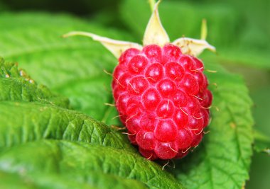 Büyüyen organik çilek portre. Ahududu yeşil izinli. Vintage tarzı