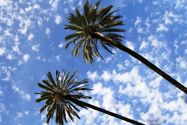 Palmeras en el fondo del cielo soleado. Concepto de verano — Foto de Stock