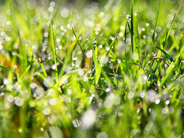 Green grass with droplets of water ( dew ). natural background — Stock Photo, Image