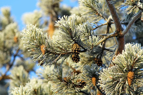 Rama de pino en las heladas - Fondo natural de invierno — Foto de Stock