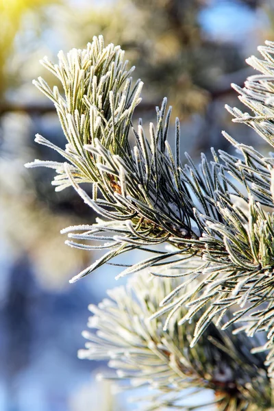 Sosnowa gałąź na mróz - naturalne zimowe tło — Zdjęcie stockowe