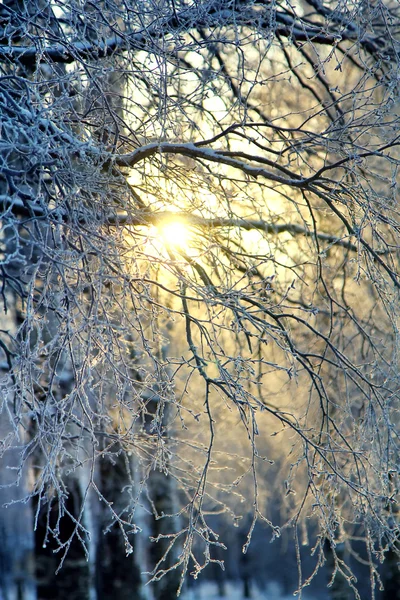 Gałęzie ze śniegiem w zachód słońca w zimowym lesie. Streszczenie tło naturalne — Zdjęcie stockowe