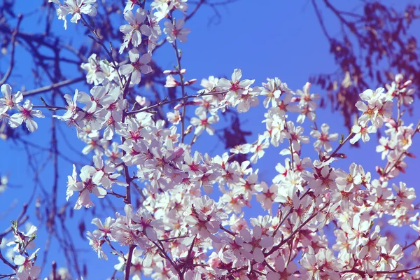 Mandlové květy při východu slunce — Stock fotografie