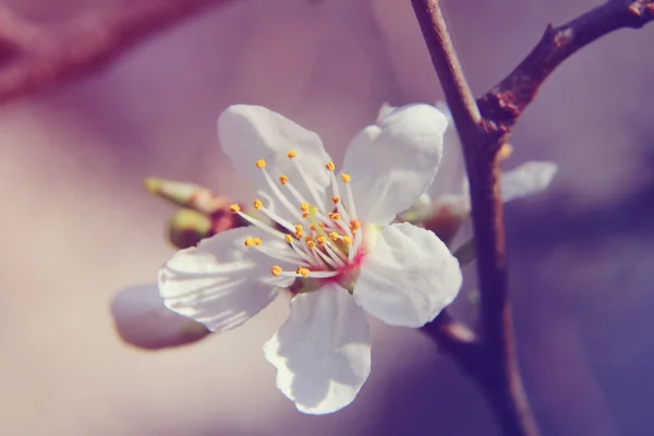 Badem çiçeği. Bahar çiçekleri — Stok fotoğraf