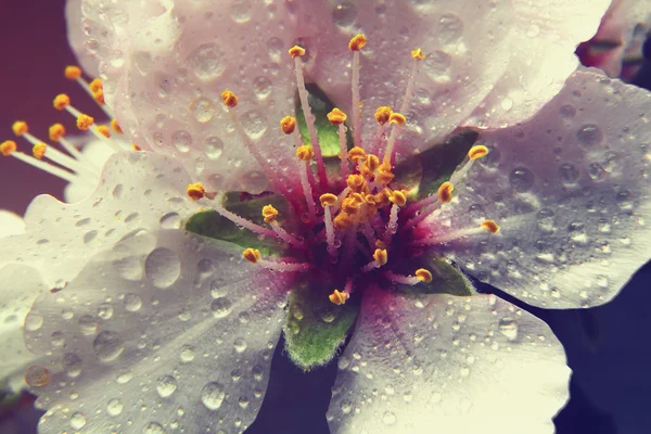 Migdałowy kwiaty. Wiosenne kwiaty — Zdjęcie stockowe