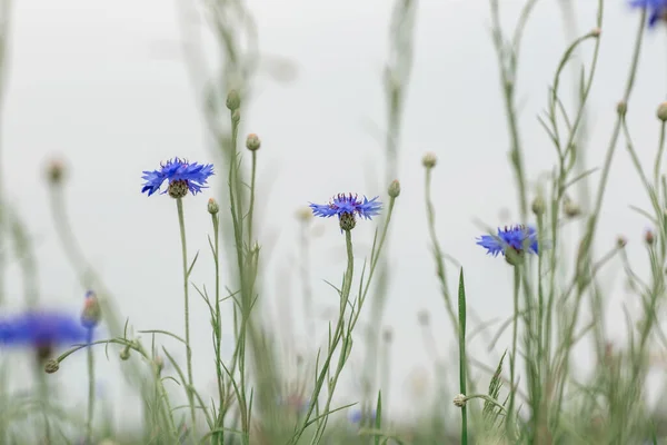 Knapweed Alan Geçmişi Muhteşem Mavi Çiçek — Stok fotoğraf