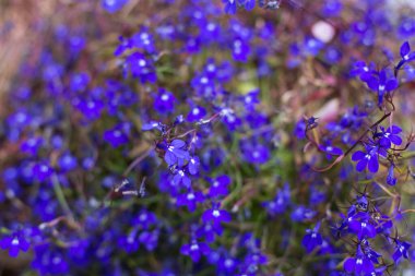 Küçük mor çiçek arkaplanı.