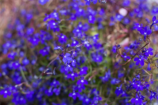Маленький Фіолетовий Квітковий Фон — стокове фото