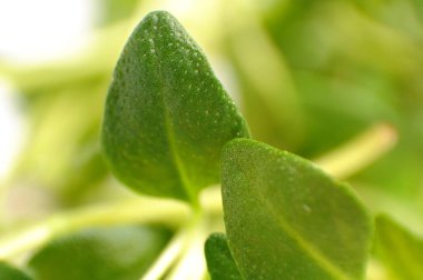 Taze kekik karışımı - makro