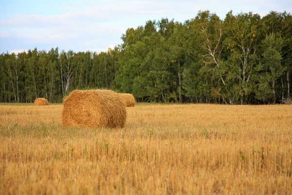 Quatre balles de paille dans un champ — Photo