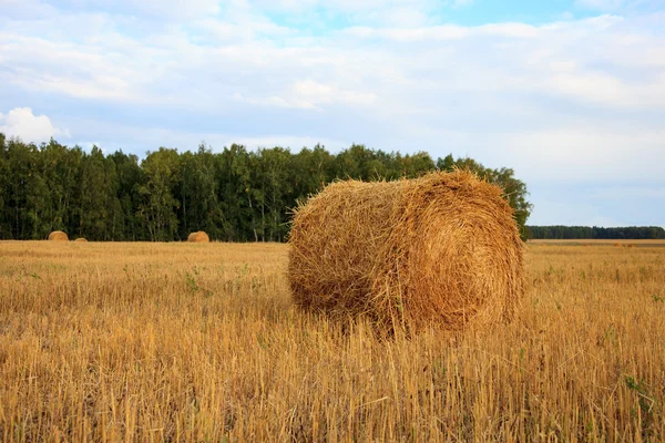 Harvested field with hay bales — Stock Photo, Image