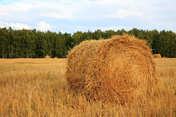 The Mown wheat and straw in a field — Stock Photo, Image