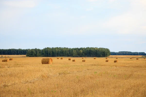 Balles de paille dans la campagne irlandaise — Photo