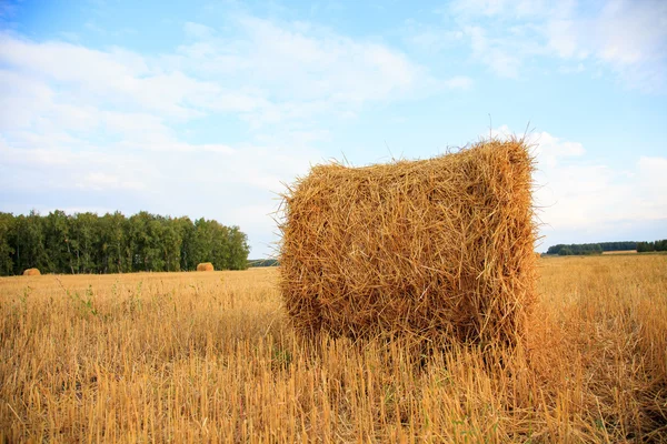 Straw bales in irish countryside — Stock Photo, Image