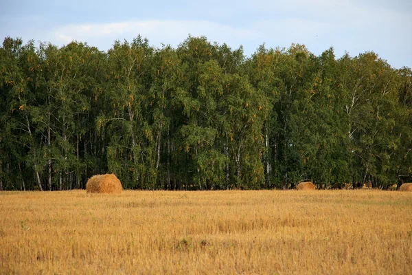 Rouleau de paille de blé, champ, arbres verts, ciel bleu, agriculture, culture, récolte — Photo