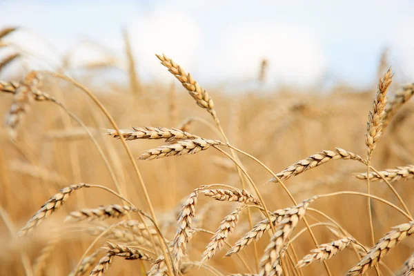 Golden wheat field and sunny day — Stock Photo, Image
