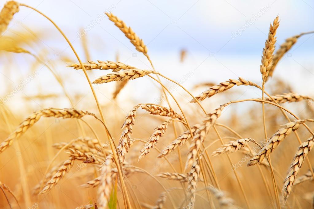 Wheat field. Ears of golden wheat close up. Rural Scenery under Shining Sunlight. Background of ripening ears of meadow wheat field. Rich harvest Concept