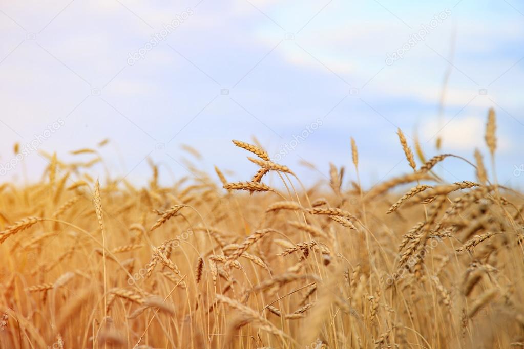 Wheat field. Ears of golden wheat close up. Beautiful Nature. Ru