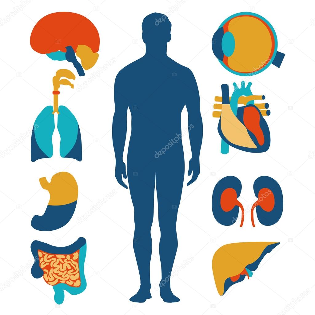 Flat design icons for medical theme. Human anatomy, huge collection of human organs