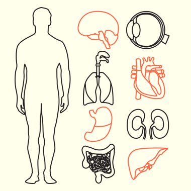 tıbbi bir tema için düz tasarım simgeler. insan anatomisi, insan organlarını büyük toplama