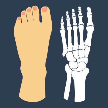 The flat design of the foot and the foot skeleton. Vector illustration. clipart