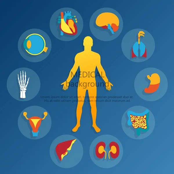 Antecedentes médicos.Anatomia humana . — Vetor de Stock