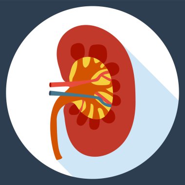 Düz tasarım simgesi insan böbrek anatomisi. 
