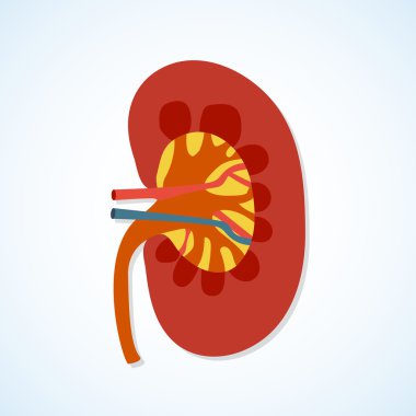 Düz tasarım simgesi insan böbrek anatomisi. 