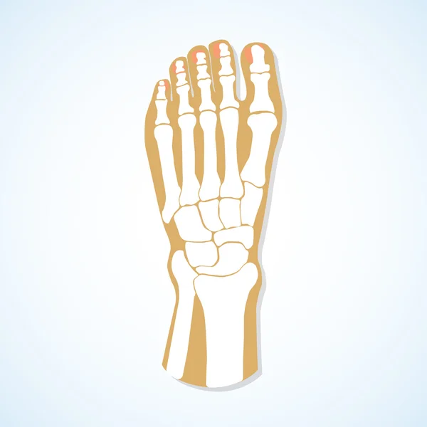 Ayak ve iskelet düz tasarımı. 